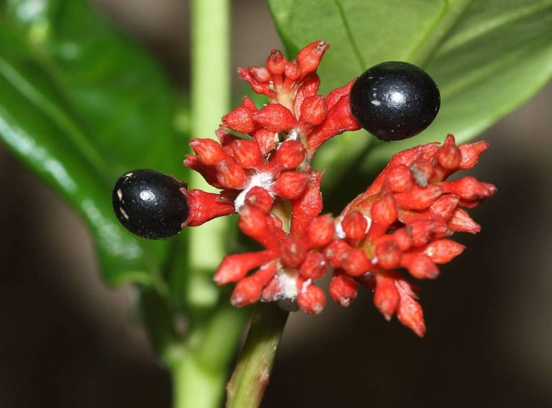 Nopal en Polvo
